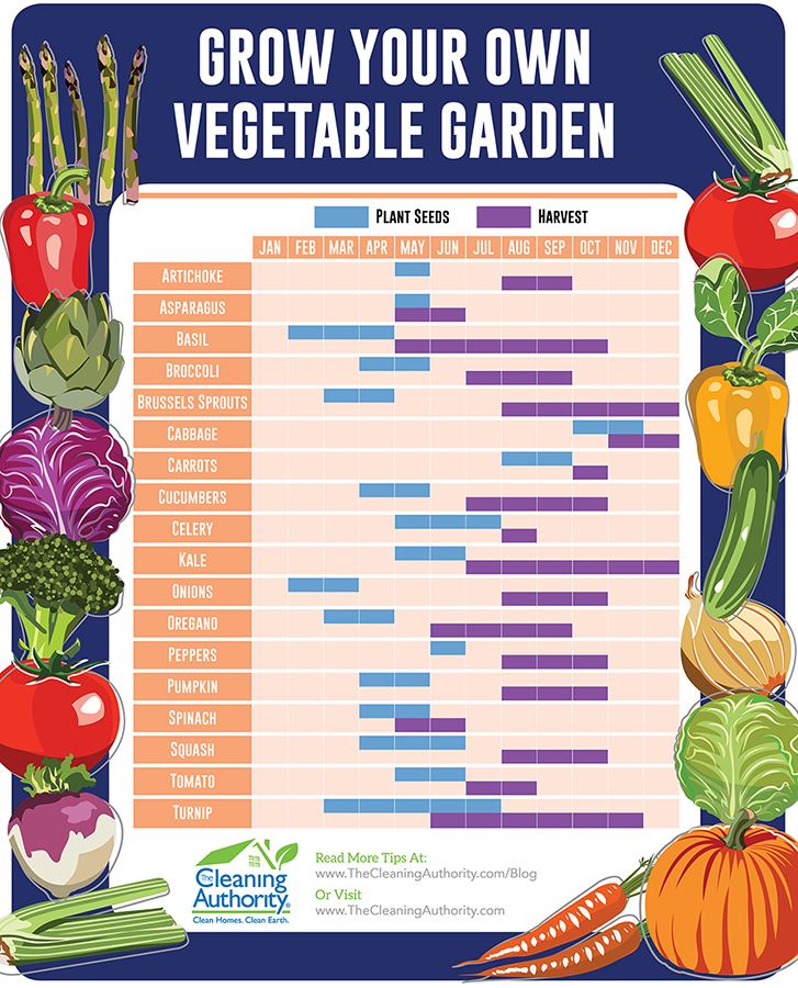 When To Plant Vegetables Chart